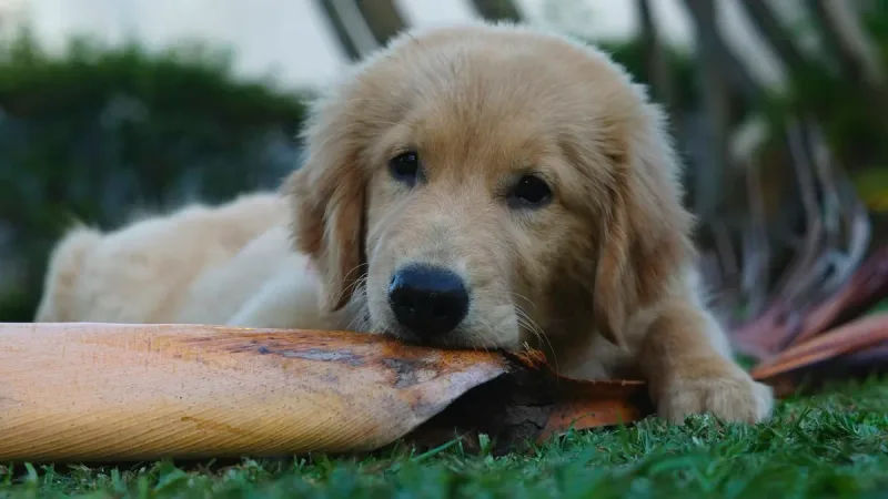 Açaí e Golden Retriever: O perigo escondido que todo tutor brasileiro precisa conhecer