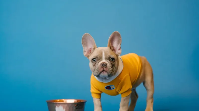 Por que o Bulldog Francês não pode nadar? O erro que pode ser fatal para a raça