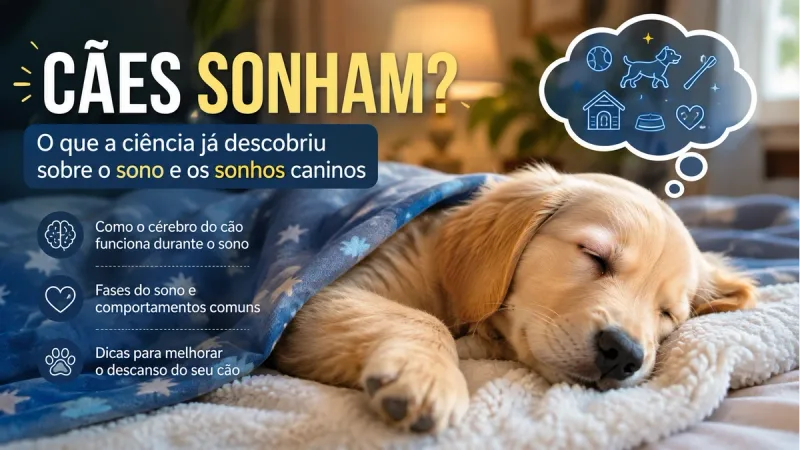 Seu cachorro corre dormindo. A pergunta é: para onde ele está indo?