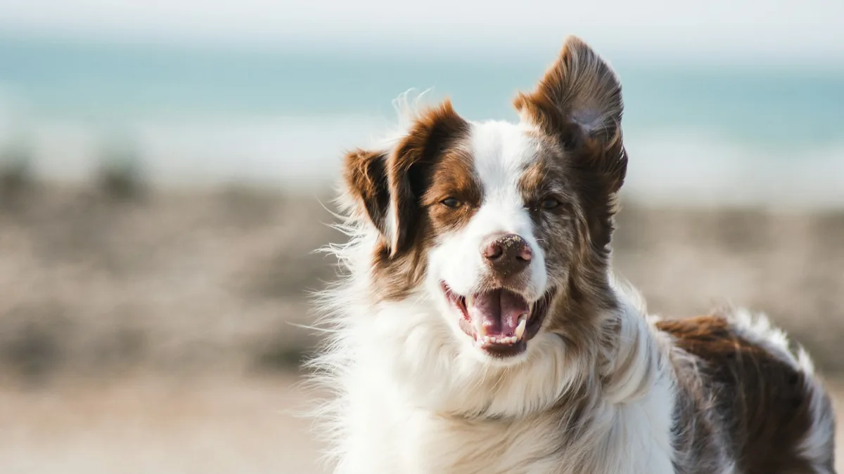 Cão Velcro: por que seu doguinho não te deixa ir ao banheiro sozinho?