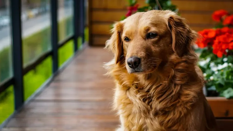 O segredo dos Golden Retrievers que vivem felizes em apartamentos minúsculos em SP
