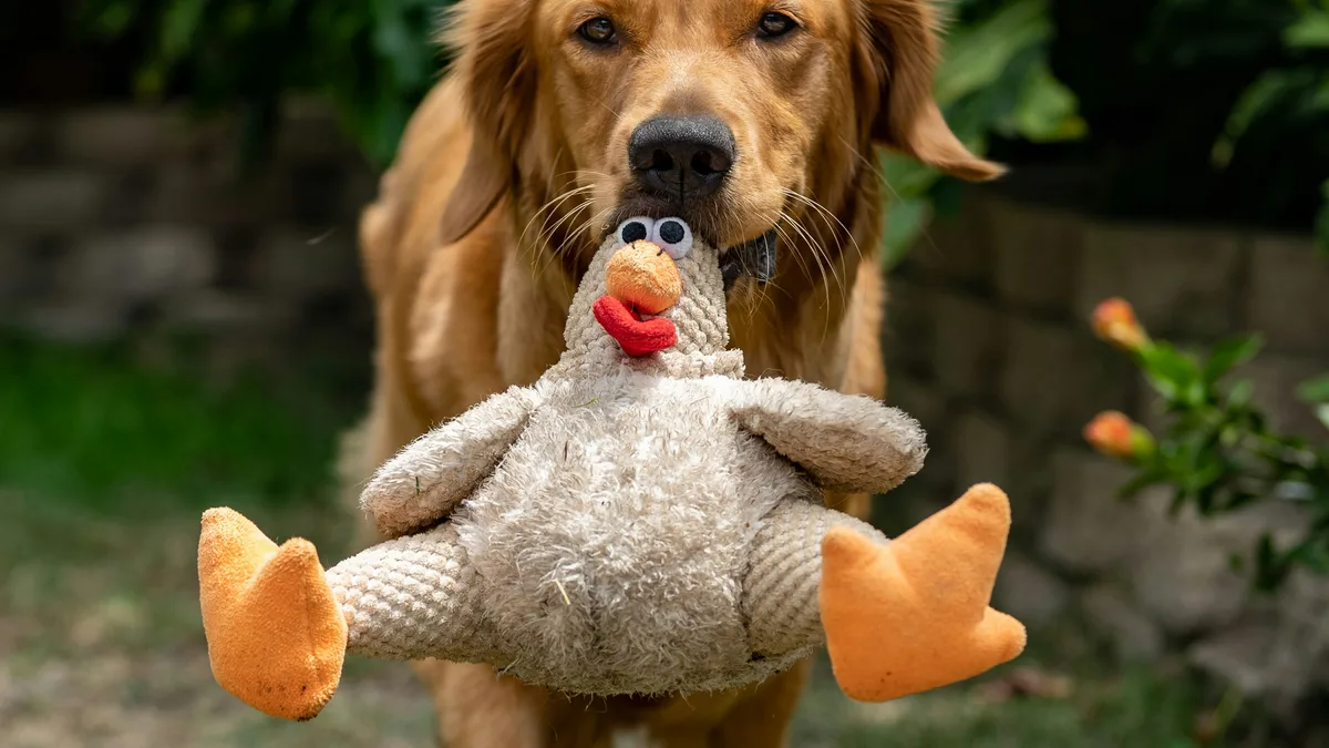 Por que os Goldens Retrievers insistem em carregar objetos na boca o tempo todo?