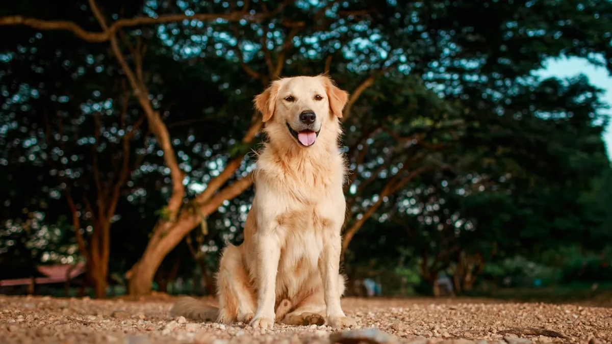 15 provas de que o Golden Retriever é, oficialmente, o 'melhor amigo' dos brasileiros