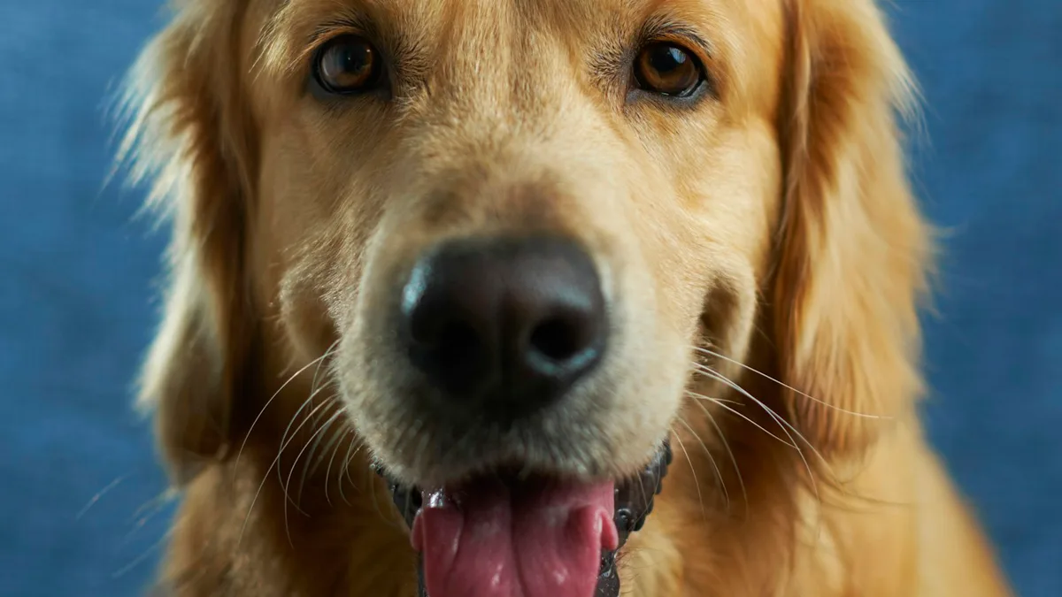 O segredo dos parques de Curitiba que estão deixando os Goldens mais felizes (e saudáveis)