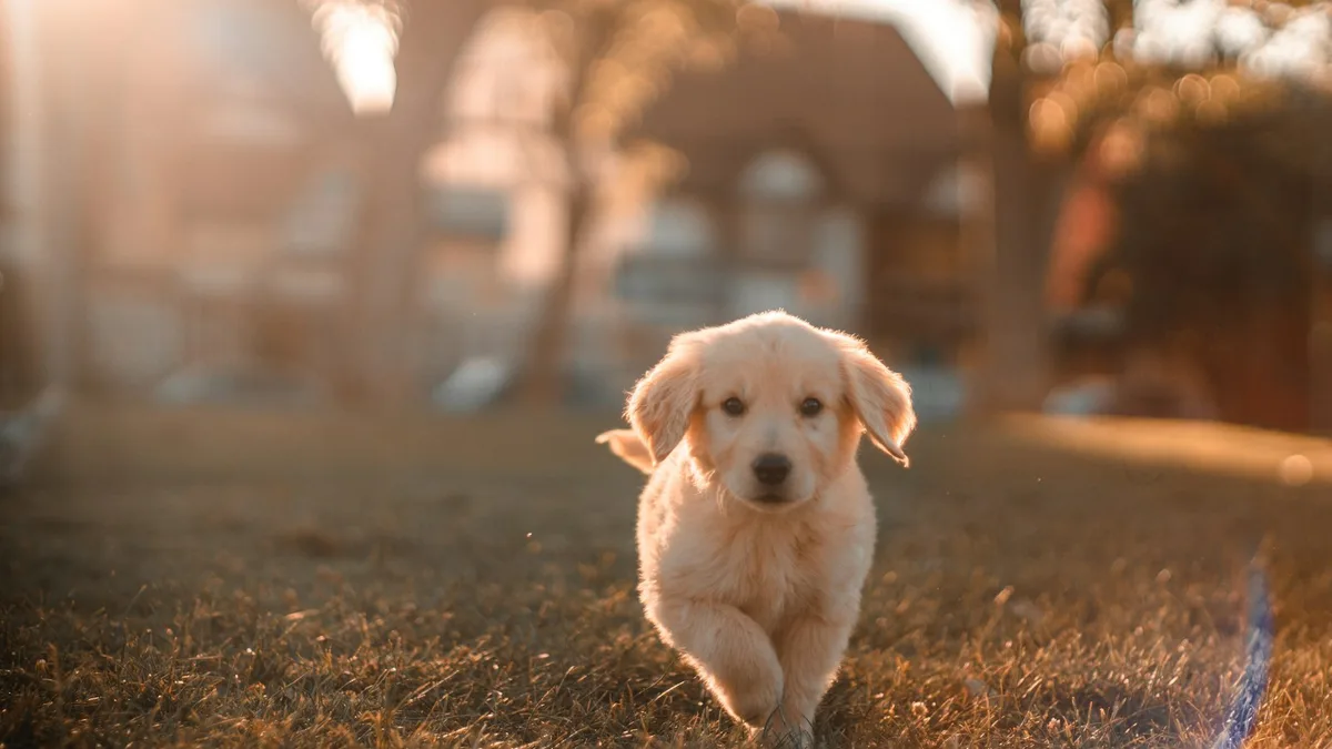 Por que o Poodle é considerado um dos cães mais inteligentes do mundo?