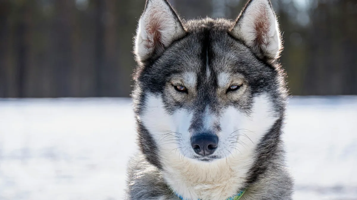 Por que os cães inclinam a cabeça quando você fala? A ciência tem a resposta