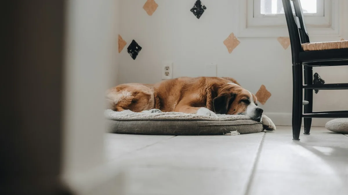 Quantas horas por dia seu catioro precisa dormir? A maioria dos tutores erra