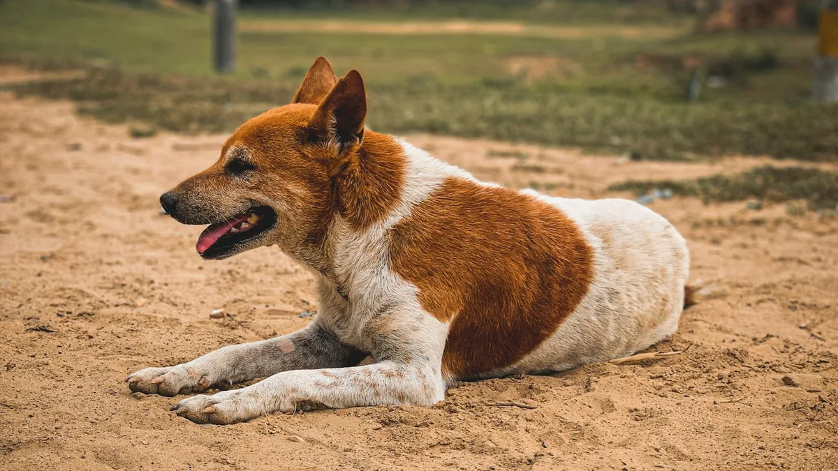 Vira-lata Caramelo: a história do cachorro mais amado do Brasil