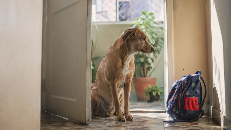 Volta às aulas: por que alguns cães pioram da ansiedade justamente quando a casa esvazia